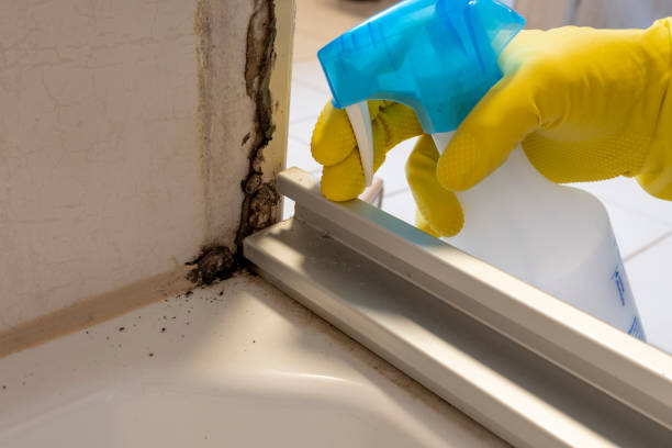 Best Black Mold Removal  in Chattahoochee Hills, GA