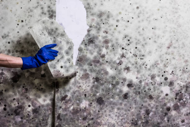 Chattahoochee Hills, GA Mold Removal Company